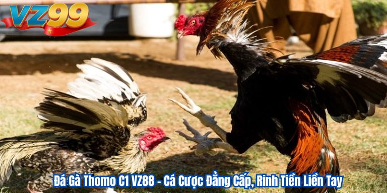 Đá Gà Thomo C1 VZ88 – Cá Cược Đẳng Cấp, Rinh Tiền Liền Tay 1 Đá Gà Thomo C1 VZ88 – Cá Cược Đẳng Cấp, Rinh Tiền Liền Tay