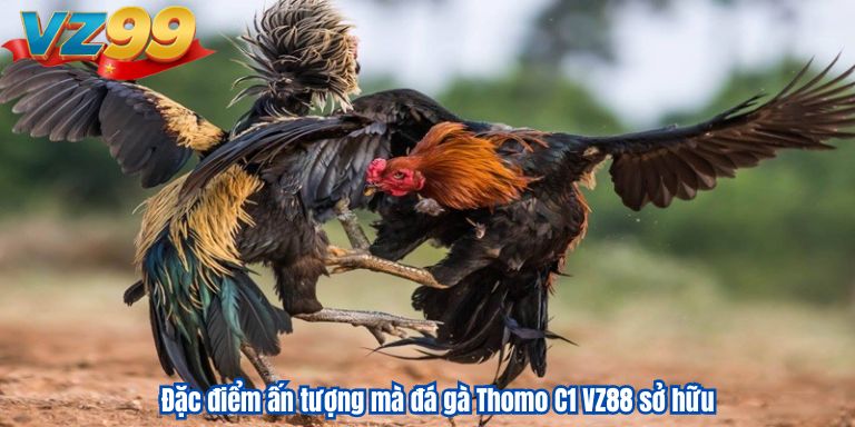 Đá Gà Thomo C1 VZ88 – Cá Cược Đẳng Cấp, Rinh Tiền Liền Tay 2 Đặc điểm ấn tượng mà đá gà Thomo C1 VZ88 sở hữu