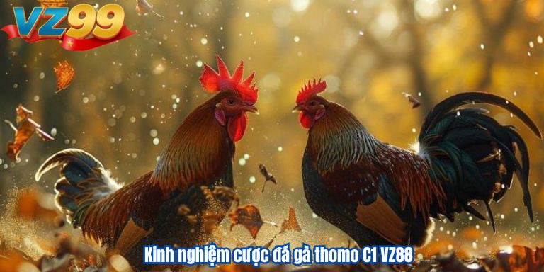 Đá Gà Thomo C1 VZ88 – Cá Cược Đẳng Cấp, Rinh Tiền Liền Tay 4 Kinh nghiệm cược đá gà thomo C1 VZ88