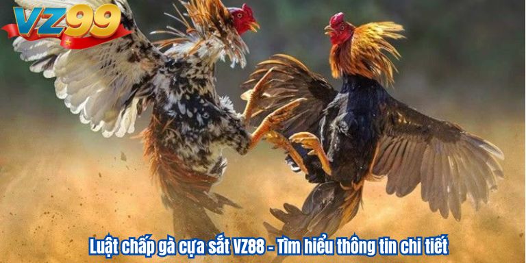 Luật chấp gà cựa sắt VZ88 – Tìm hiểu thông tin chi tiết 1 Luật chấp gà cựa sắt VZ88 – Tìm hiểu thông tin chi tiết